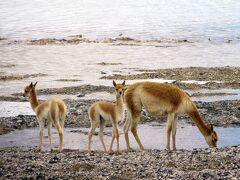 アンデス２ヶ月　１５　アタカマ高地をジープで2泊3日　