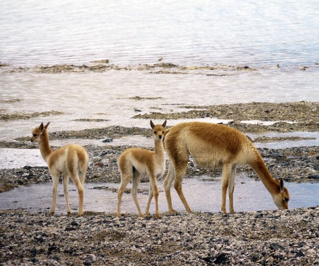 アンデス２ヶ月　１５　アタカマ高地をジープで2泊3日　