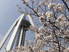 一宮タワーと五条川の桜