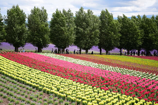 暑い夏！涼しくて綺麗な初の北海道旅行。<br />涼しくて・・・？！暑い暑いの連続の【利尻島・礼文島・稚内・富良野】父と姉と行く綺麗な北海道の旅でした(≧∀≦)