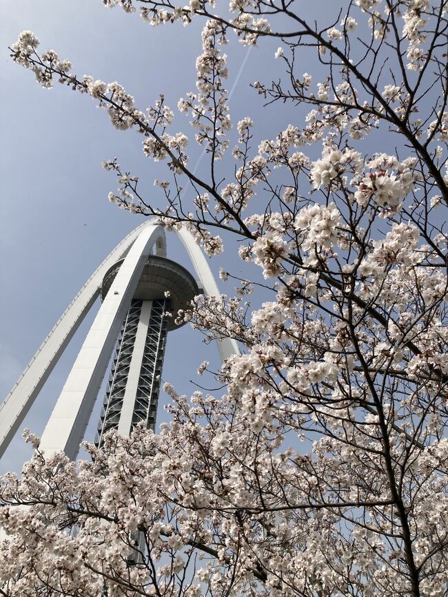 一宮タワーと五条川の桜を見に行ってきました