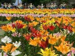 「深谷グリーンパーク」のユリ_2022_各色咲き揃って満開になりました（埼玉県・深谷市）