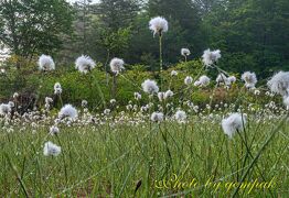 湿原の白い絨毯と初夏の花々　～駒止湿原風景撮影の旅～