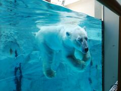 ’２２　秋田＆男鹿旅１１　男鹿水族館①（男鹿の海大水槽～ホッキョクグマ）