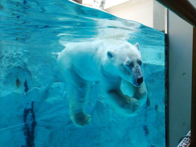 22 秋田 男鹿旅11 男鹿水族館 男鹿の海大水槽 ホッキョクグマ 男鹿 秋田県 の旅行記 ブログ By たーさん フォートラベル 22 秋田 男鹿旅11 男鹿水族館 男鹿の海大水槽 ホッキョクグマ 男鹿 秋田県 の旅行記 ブログ By たーさん フォートラベル