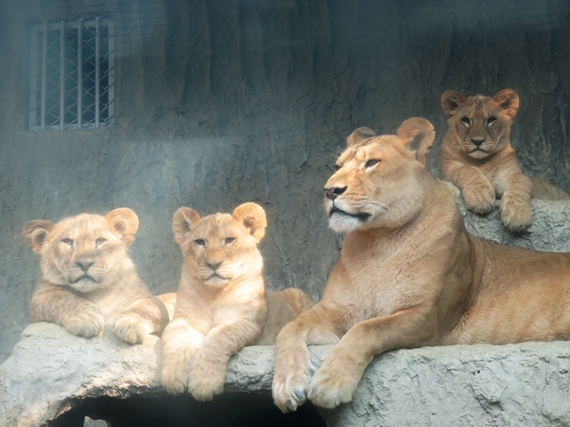 SJご招待の旅6【熊本市動植物園と熊本城】