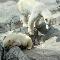 久しぶりの夏の北海道　小樽・旭山動物園・ノロッコ号