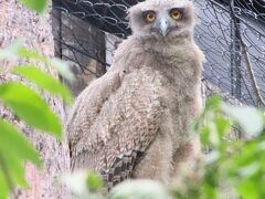 ３年半ぶりの旭山動物園レッサーパンダ遠征2022（３）動物園いろいろ＆北海道産動物舎の猛禽類やぶさ可愛ひなもいたシマフクロウ舎