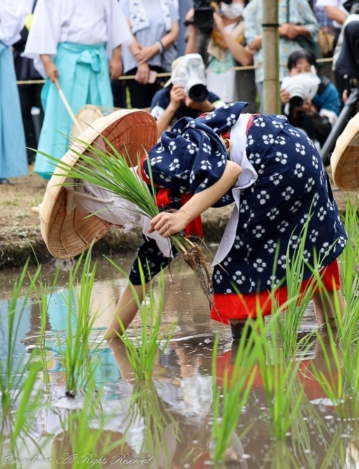 毎年7/12に開催される日本の祭、伊佐須美神社 御田植祭。<br />国指定重要無形民俗文化財になっています。<br />今年は三年振りの開催となり、初めて、お邪魔してきました。<br />厳かな雰囲気の中で行われるお田植え祭。<br />とても素晴らしかったです。