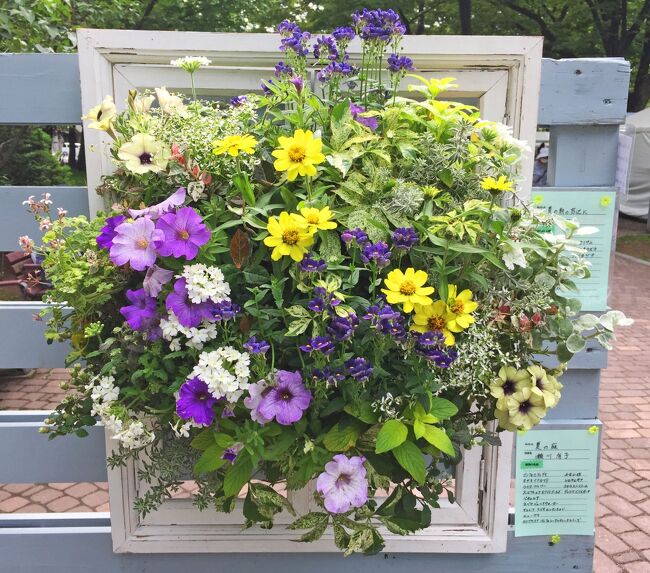 1993年から毎年開催されている花フェスタ札幌は、今年が29回目で「花フェスタ札幌2022」として札幌大通公園の西4～8丁目で、6月25日～7月3日（8丁目のみ7月1日～3日）の10:00～18：00（最終日のみ～17：00）に開催されました。4・5丁目は北海道農業高校生ガーデニングコンテスト作品（花壇）紹介、北海道蘭大賞受賞作品などの展示、蘭の販売コーナー等、6・7丁目は花市場・雑貨販売、ハンギングバスケット作品展示、8丁目は北海道のお酒と食のおいしいマルシェです。<br />6月24日夕、札幌にやって来て翌日ネットでこの花フェスタを知り、早速翌26日に散歩がてら行って花フェスタと西12丁目のバラ園を見学し、写真も一通り撮って来ましたが、あいにくの曇天でしたので、もう一度行こうと晴天を待ちましたが、曇天が続き、最終日にようやく晴れましたのでまた行ってきました。　<br />写真の枚数があまりに多くなりましたので2回に分け、このブログでは6月26日の、晴天でも日陰になってしまう場所に展示されていたハンギングバスケットだけをご報告します。このハンギングバスケットの脇には説明書きがあり、タイトル、作者名、植物名が記載されております。本報ではこれを記載しておりますが、植物名で明らかに間違いと思われるものは訂正した名称を記載しております。<br /><br />