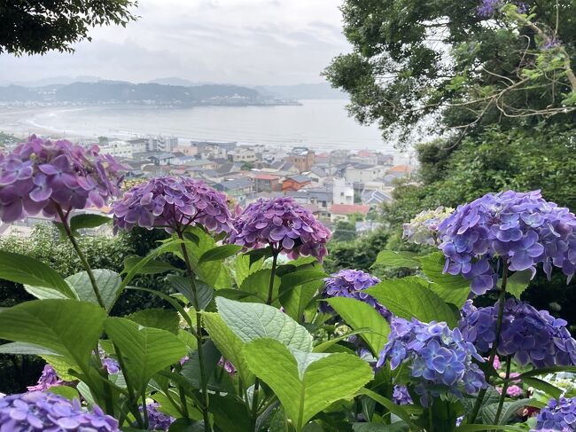 6月半ばの紀行文なので、ちょっと公開するのがやや季節外れになりますが、ちょうど紫陽花の盛りの頃に、鎌倉の長谷寺と周辺のお寺に行ってきました。<br /> 今年6月は北鎌倉と長谷寺周辺の二回に分けていってきた鎌倉紫陽花紀行、その長谷寺を紹介。長谷寺の観音山は平日でしたが見ごろの時期だったので見事に混んでいました。が、それでも紫陽花の向こうに見える鎌倉の街と湘南の海は圧巻でした。紫陽花好きな私にとっては見ごたえのある所ばかりでした。<br /><br /> 経路<br />早朝に東海道線で大船まで-湘南モノレールで江の島へ-江ノ電を使って江の島から鎌倉入り-極楽寺駅で下車、周辺の紫陽花寺散策-徒歩で長谷寺へ-長谷寺の観音山観光-江ノ電長谷寺駅から藤沢駅へ-小田急・東急を使って帰る。<br /><br /> これまでの鎌倉旅行一覧<br />「モノレールと江ノ電でめぐる鎌倉と江ノ島鉄ヲタ紀行」<br />https://4travel.jp/travelogue/11151069<br />「あじさい咲く北鎌倉をめぐる」<br />https://4travel.jp/travelogue/10905869<br />https://4travel.jp/travelogue/10907366<br />