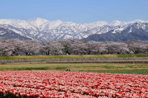 あさひ舟川「春の四重奏」2022～残雪の朝日岳に桜並木