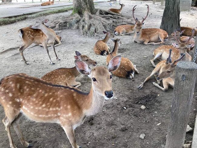 普段は世界遺産見学の添え物ですが<br />今日は主役<br />昼の鹿　夜の鹿を見に行きました