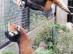 ３年半ぶりの旭山動物園レッサーパンダ遠征2022（４）レッサーパンダとホッキョクグマ特集１：日曜日だけあったレッサーパンダのもぐもぐタイム