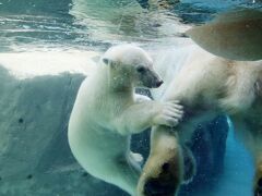 ３年半ぶりの旭山動物園レッサーパンダ遠征2022（５）レッサーパンダとホッキョクグマ特集２：日曜夕方のホッキョクグマ親子～月曜夕方の授乳まで