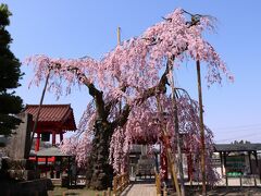 乙姫桜と南湖公園