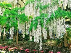 あしかがフラワーパークで花三昧