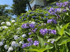 ショートトリップ 小田原あじさい花菖蒲まつり