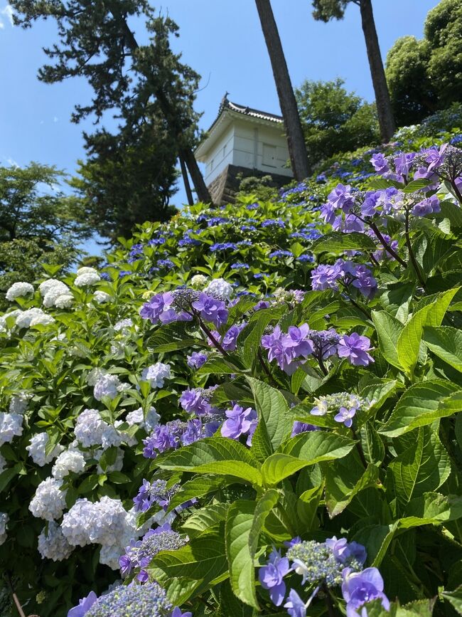 紫陽花を見に行こうと思い立ち、「小田原城あじさい花菖蒲まつり」へ出かけました。