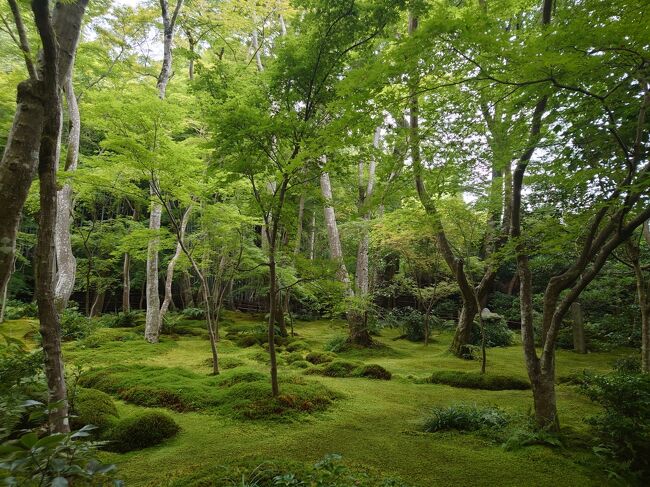 去年の秋に数十年振りに京都・奈良を旅したところ、また京都に行きたいと欲が出てしまい今回のテーマを青もみじと苔に絞って再度京都を旅することにしました。<br /><br />宿泊先のホテルも無料宿泊特典とポイントを使ってなるべくお金をかけないようにしてみました。