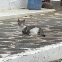 猫探し【鹿児島（与論島歩いて一周　その1・茶花海岸～鳩の湖）編?】