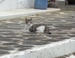 猫探し【鹿児島（与論島歩いて一周　その1・茶花海岸～鳩の湖）編?】