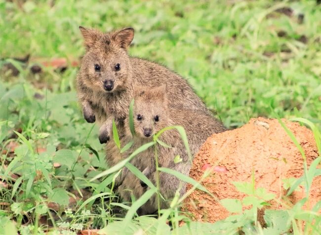 楽しい時間はすぐに過ぎてしまうように思うものですが、今回の埼玉こども動物自然公園（略して「埼玉ズー」）の再訪でも、特にそう感じました。<br />午後になっても、まだ会っていない動物、もう１回会いに行きたい動物もいて、まだまだ見たりない気がしていたからでしょう。<br />あるいは、これまでコアラの子どものミラちゃんが気になって、早めに東園に行くようにしていましたが、今回は北園の方に気になる子たちが多く、東園へ訪れたのは、土日祝日のクオッカの展示終了13時間際だったからかな。<br /><br />丸１日の訪問であっても、移動がきつい広い園内で、限られた時間に、なにかを重点を置くと、なにかをあきらめねばなりません。<br />そのため、今回、コアラたちは、起きているところに会えなくても仕方がないと覚悟していました。<br />でも、男子コアラ室にいるピリーくんが起きているところに、久しぶりに会えました！<br />それにコアラ舎へは、16時半頃から閉園までのひととき過ごすために、もう一度訪れたので、起きている子にはもっと会えました。<br />ただ、私自身は、動画は撮らず、写真がメインなので、起きているコアラには会えても、可愛い小競り合いのようなちっちゃなドラマは見逃したようです。<br />また、コアラでは１番会いたかったニューフェースのソラくんは、どうも起きて顔が見られる可能性は朝イチの方が多いようなので、会えませんでした。ソラくんに会うために、近々リベンジしなければなりません。<br /><br />思いがけずとても楽しかったのは、カンガルーの子です。<br />カンガルーの子が１頭、生まれていることは知っていたはずですが、実際会うまで忘れていました（苦笑）。<br />クオッカを見た後でカンガルーを見に行ったとき、ちょうど子カンガルーが頻繁に顔出ししている最中でした。<br />その赤ちゃんは、好奇心一杯で、身を乗り出しすぎて、ママのおなかの袋からぽろんと落ちてしまいました。<br />しかし、赤ちゃんは、そろそろ一人で活動してよいくらいに成長していたようで、足腰はまだふらふらしていましたが、しばらく外の世界のプチ冒険を楽しんでいました。<br />動物の赤ちゃんが見られるチャンスは、小さければ小さいほどレアで、そんなにときに会いたいと焦がれてしまうものですが、ある程度成長した頃の方が、見た目も可愛い盛りな上、行動範囲も増えて、目が離せない面白さがあります。<br />私がこの日に会えた子カンガルーはちょうどそんな頃だったと思います。<br /><br />東園に訪れたのは13時ぎりぎりでしたが、目当てのクオッカの赤ちゃんのチャチャちゃんに会えたのはよかったです。<br />ただ、クオッカが全部で５頭出ていたのに、他の３頭はもうお部屋に帰った後で会えなかったのは残念でした。<br />チャチャちゃんは、これまで埼玉ズーで生まれたパインくん・ピオニちゃん・ミモザちゃんに比べると、公開が遅めでした。<br />ビビ・ママの子は、一度夭折しているので、動物園側で大事を取ったのかもしれません。<br />でも、チャチャちゃんは、ソロ活しつつも、まだママについていきたがる頃だったので、短い時間でも親子ツーショットは狙いやすかったです。<br /><br />この日は雨予報でもあったため、来園者が少なかったので、キリンのパドック探検ツアーに参加できるのではないかと気付きました。<br />旧パドックツアーは参加したことがあるし、YouTubeでZOOミーティングの新キリン舎内部を映像と写真を通じて見ましたが、ぜひ実際に中に入って見学したり、飼育員さんの話を聞いたりしたくなりました。<br />最新技術を取り入れ、これまでできなかった飼育上の工夫がこらされた新パドックはもちろん興味深かったですが、見慣れないグループが寝室にやってきて、なんだろうと凝視してきたレンくんや、リンちゃんママとルンくんの様子は、とても面白かったです。<br />リンちゃんは妊娠していて、出産予定はもうすぐでした。そのため、パドックツアーは、この７月の３日連休を最後に、しばらく中止になることが決まっていました。<br />実はそこまで事前に気付いていたわけではなかったのですが、良いタイミングでツアーに参加できて良かったです。<br /><br />＜ゴールデンウィーク後の５月７日以来の再訪なので目当てがたくさんだった７月連休初日の埼玉こども動物自然公園の旅行記のシリーズ構成＞<br />□（前編）やっと会えたオシドリの雛とスナネコたち～生後１週間の子ウシや２日目のグンディベビー他<br />■（後編）やっと会えたクオッカの子や会えなかったコアラのソラくん～キリンのパドックツアー参加他<br /><br />＜タイムメモ＞<br />09:00　車でい絵を出る<br />09:25　駐車場前に到着<br />09:30　駐車場が開場して第一駐車場に駐車<br />09:30　年パスで埼玉こども動物自然公園に入園（開園09:30）<br />09:40　エサやりコーナーのヤギ<br />09:45-09:50　コツメカワウソ<br />09:50-09:55　ぴょんぴょん村<br />09:55-10:20　なかよしコーナー<br />（雨が降っていたので羊たちはお帰り）<br />10:25-10:30　オシドリ親子<br />10:30　ライラックニシブッポウソウ<br />10:35-11:05　乳牛コーナー<br />（雨が降っていたので早めにお帰り）<br />（オレオちゃんに生後１週間の赤ちゃん）<br />11:10　マヌルネコ<br />（結露がひどくて見えない）<br />11:15　レッサーパンダのリン（寝てた）<br />11:15-11:25　プレーリードッグ<br />（赤ちゃんたちも無事）<br />11:25-11:30　フェネック<br />11:35　レッサーパンダのリン（寝てた）<br />11:35　シロフクロウ（写真撮れず）<br />11:35-12:10　エコハウチュー<br />12:10-12:30　休憩<br />12:30-12:40　エコハウチュー<br />（スナネコ目覚める）<br />（グンディに赤ちゃん３頭いることに気付く）<br />12:50　エミュー<br />12:55　カンガルーコーナーに到着<br />12:55-13:05　クオッカ★<br />（土日祝日は13時まで）<br />（ビビとチャチャ親子）<br />（パインはちょうど収容されたところ）<br />13:05-13:25　カンガルー親子★<br />13:25-13:30　ガマグチヨタカ・ワライカワセミ★<br />13:30-13:45　エデュケーションハウスで休憩<br />13:55-14:00　コアラ★<br />（ジンベラン・ミラ・ふく）<br />14:00-14:05　ミナミコアリクイのチャオ★<br />14:05-14:25　コアラ★<br />（ピリー目覚める）<br />14:25-14:30　ナモケモノ・シマオイワワラビー★<br />14:35-14:45　カピバラ・ワラビー広場★<br />（ニューフェースのちびすけ他）<br />14:50　キリンのパドックツアーに申し込む<br />14:55　コツメカワウソ★<br />14:55-15:05　なかよしコーナー★<br />（テンジクネズミのコンタクト）<br />15:10　マヌルネコ<br />（オリーヴァ／結露が厳しく写真撮れず）<br />15:15-15:20　レッサーパンダのリン★<br />15:25　集合場所へ<br />15:30-16:00　キリンのパドックツアー★<br />16:00-16:05　室内のキリン（リンとルン）★<br />16:05-16:15　屋外のキリン（マル・ステップ・レン）★<br />16:30-17:00　コアラ★<br />17:00すぎ　動物園を出る（閉園17:00）<br />17:25　駐車場を出発する<br />17:55　蔵の湯温泉鶴ヶ島に到着<br />19:30　あかすりエステ40分コース<br /><br />※これまでの動物旅行記の目次を作成済。随時更新中。<br />「動物／動物園と水族館の旅行記～レッサーパンダ大好き～　目次」<br />http://4travel.jp/travelogue/10744070<br /><br />※そのうち、これまでの埼玉こども動物自然公園の旅行記のURL集は、前編の旅行記「豪雨の後の７月連休初日の埼玉こども動物自然公園（前編）やっと会えたオシドリの雛とスナネコたち～生後１週間の子ウシや２日目のグンディベビー他」の末尾の２つの写真コメントにまとめました。<br />https://4travel.jp/travelogue/11768231