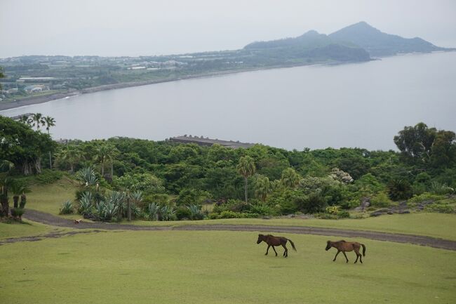 3泊4日で、久々に鹿児島へ行ってきました。<br />画像は、開聞山麓自然公園にてです。<br /><br />1日目…ちょい旅~2022 鹿児島・霧島市編~“鹿児島空港(KOJ)”→鹿児島旅行記~2022 枕崎市編~その1→その2→その3<br />2日目…鹿児島旅行記~2022 枕崎市編~その4→JR/枕崎駅→JR/開聞駅→開聞山麓自然公園→池田湖→砂むし会館砂楽→指宿市内(泊)<br />3日目…指宿市内(長崎鼻→ヘルシーランド露天風呂たまて箱温泉→山川散策)→JR/指宿駅→JR/鹿児島駅→桜島散策→鹿児島市内(泊)<br />4日目…鹿児島空港→関西空港<br /><br />過去の鹿児島・指宿市旅行記。<br /><br />旅行回想記~鹿児島旅行記 2005 鹿児島市・南九州市・指宿市編~<br />https://4travel.jp/travelogue/10742996<br /><br />鹿児島旅行記~2011 指宿市編~<br />https://4travel.jp/travelogue/10630421