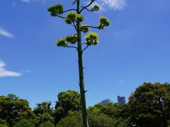 20220724-2 汐留 浜離宮庭園で、いつもひっそりな方が見頃かもと