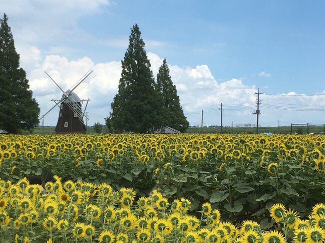 千葉県柏市「あけぼの山農業公園」の『ひまわり』は今年もキレイでした／2022年7月24日　自転車の旅