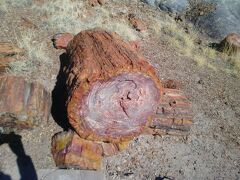 アリゾナ州 化石の森国立公園　－　ロング ログスとクリスタル フォレストには化石になった桂木がゴロゴロ転がっています。