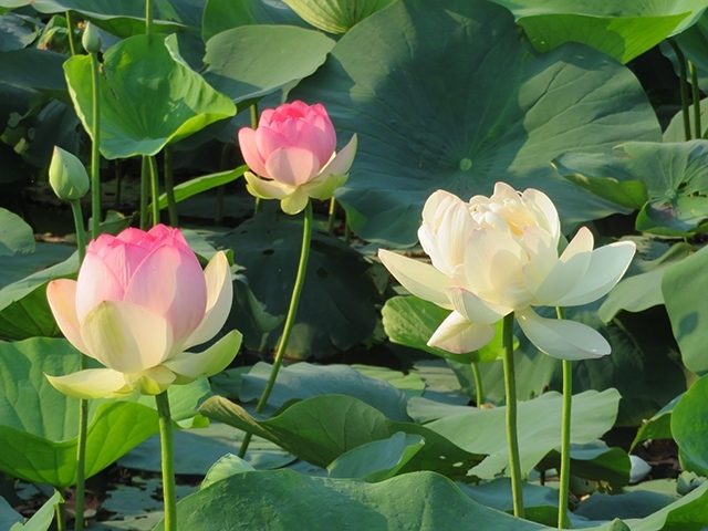 蓮巡り2022その1【法華経寺/千葉公園】