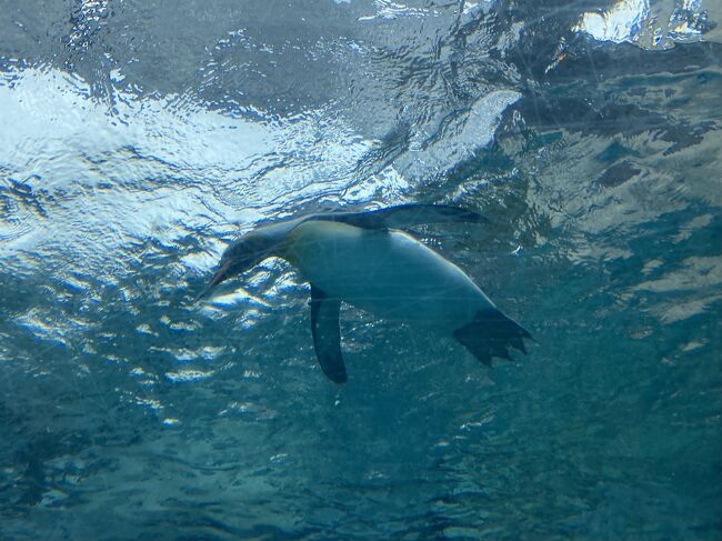 ７月初めの旭川、２度目の旭山動物園 ①前回見忘れていたペンギンの空中遊泳を鑑賞。彼等は、水中では優美で素早い！