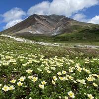 富良野、美瑛でラベンダーを　旭岳で季節の花々を楽しむ北海道の旅