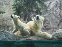 HOKKAIDO LOVE!6日間周遊パス延長戦、最終日～旭山動物園・小樽市総合博物館編～