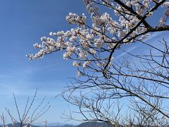 尾道と岩城島で桜と瀬戸内を満喫
