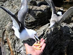 映画「君の名は」のロケ地尖閣湾揚島遊園でかっぱえびせん大好きカモメと遊ぶ