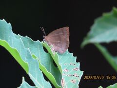 2022年森のさんぽ道で見られた蝶(33)その2)ムラサキシジミ、ヤマトシジミ、イチモンジセセリ、モンシロチョウ、キチョウ