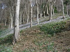 カタクリの花を見に香嵐渓へ