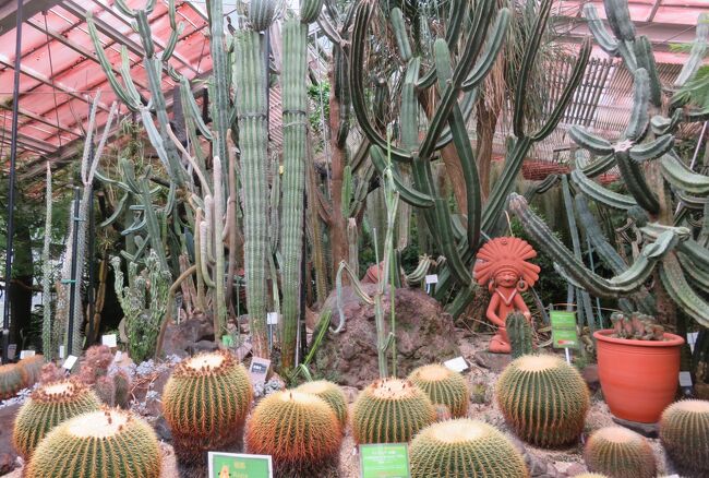 東山植物園の紹介です。昭和21年(1946年)1月に軍の接収解除を受け、終戦の混乱した社会情勢の中、市民にいち早く明るさを取り戻してもらうため、復旧作業が行われました。3月には動植物園の復旧・開園を果たし、10月には「東山公園復興祭」が開催されました。植物園では、子供相撲大会、植物標本展覧会、竹製品展覧会及び即売、そして緑化用樹木の即売会が行われました。(東山動植物園公式サイト)