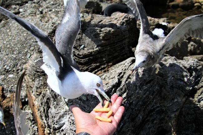 映画君の名はのロケ地尖閣湾揚島遊園でかっぱえびせん大好きカモメと遊ぶ