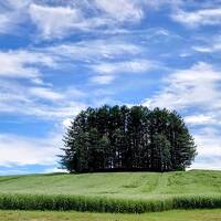 久しぶりの夏の北海道　富良野・美瑛・新千歳空港