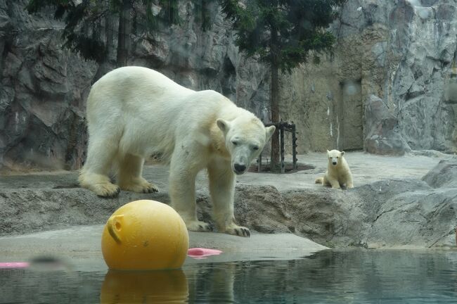 ７月初めの旭川、２度目の旭山動物園 ②20日ぶりに再会した "ホッキョクグマの赤ちゃん" は、ますますの芸達者ぶりだった！