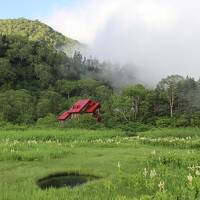 山の花に囲まれて　栂池高原その１