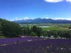 富良野のラベンダーと美瑛の丘