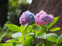 近場のちょっとしたお出かけ、太平山の紫陽花を見てきました