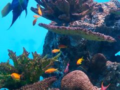 葛西臨海水族園-3　カルフォルニア沿岸・カナダ西岸・カリブ海　☆ハワイ沿岸・オーストラリア北部