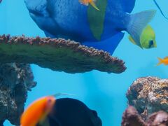 葛西臨海水族園-5  インド洋・紅海-塩分濃い熱帯　☆透明度高いサンゴ礁‐多彩な海中