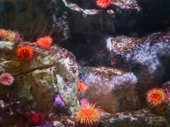 葛西臨海水族園-6　地中海・北海・ブラジル沿岸　☆南アフリカ沿岸－彩り鮮明