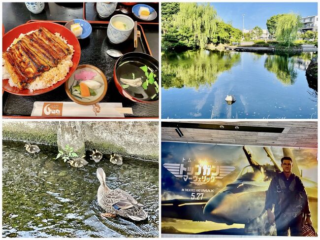 伊東のジュラクを先にUPしちゃったけど・・・<br /><br />熱海温泉の山木旅館をチェックアウトした我々は一路沼津へ<br /><br />目的はトップガンマーヴェリック鑑賞の為(*^▽^*)<br /><br />本編が始まってすぐに時空を超えて1986年に一度引き戻されたような・・・<br />とにかくスカッとした映画で大変良かったです。<br /><br />その後は沼津で遅いお昼に鰻を食べたら三島へ移動<br />三島では水辺を散策しながら産まれたばかりのカルガモの親子に嫌され日が暮れるのを待つ！<br /><br />前日のニュースでホタルが見頃になったのだそう！<br /><br />久々のホタルは・・・